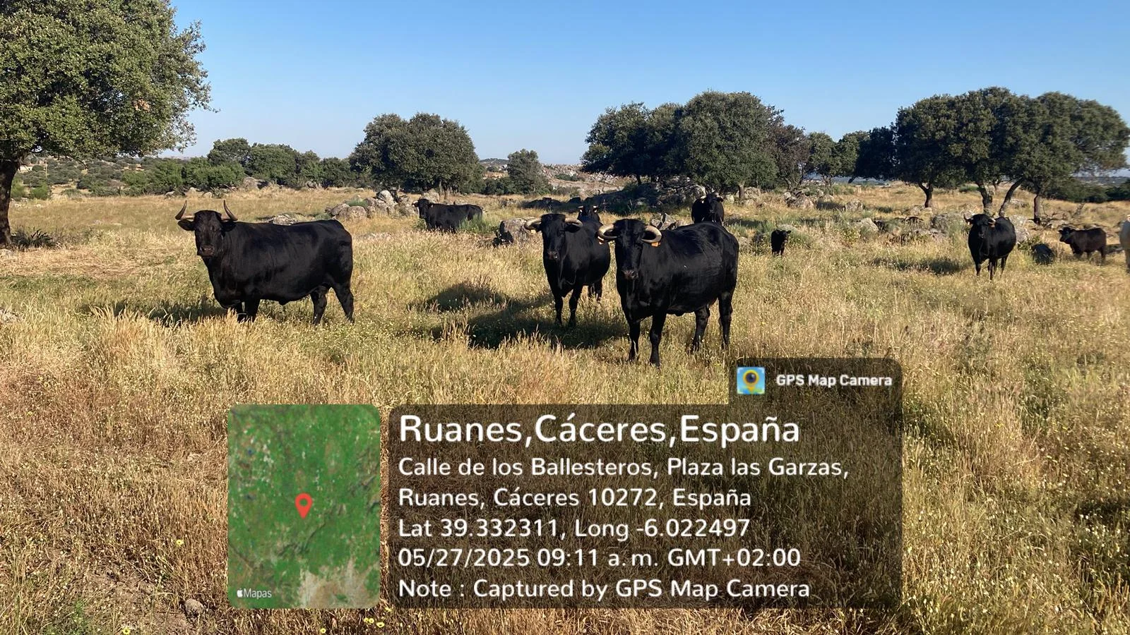 Smartfarmrani avanza en el desarrollo de estrategias reproductivas raza avileña